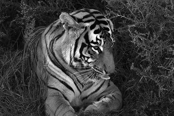 At Tiger Canyon (Karoo)