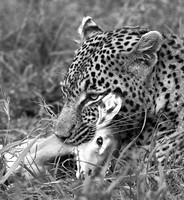 Leopard - Sabi Sand