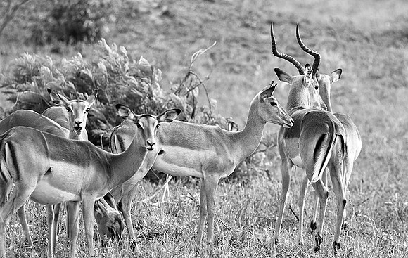 Impalas - Sabi Sand