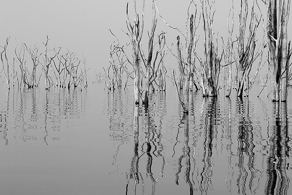 Dead trees - lake Kariba