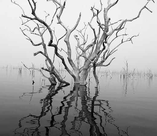 Dead trees - lake Kariba