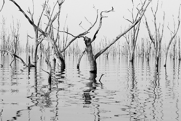 Dead trees - lake Kariba