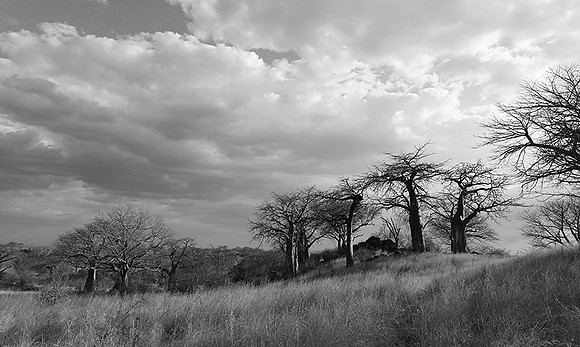 Baobabs - Tanzania
