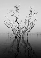 Dead trees - lake Kariba
