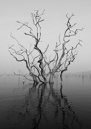 Dead trees - lake Kariba