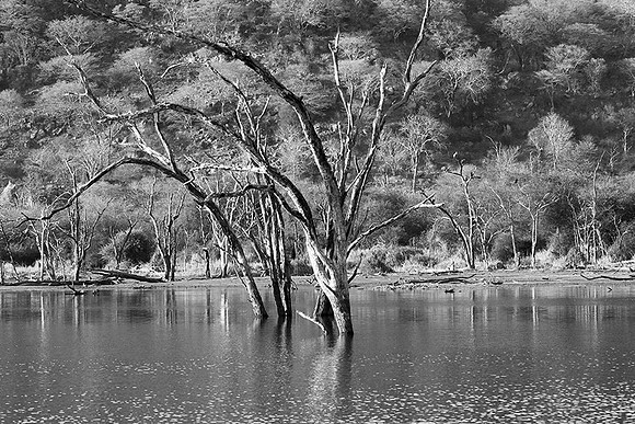 Malilangwe wildlife reserve - Zimbabwe