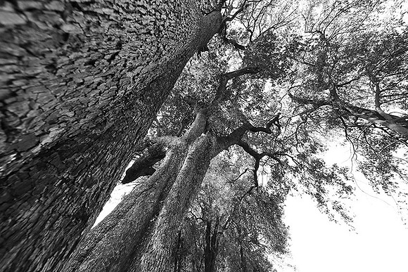 Ebony trees - Duba Plains - Botswana