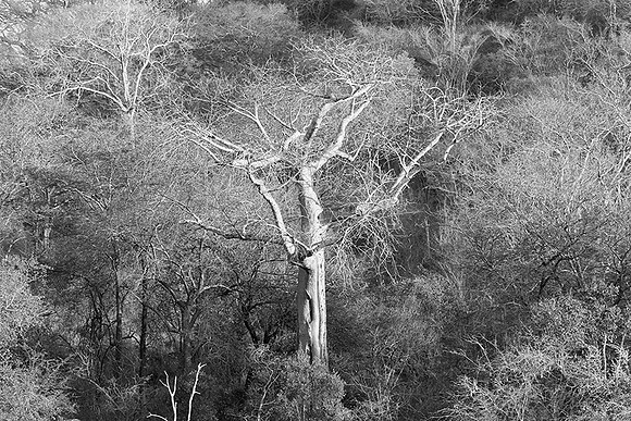 Malilangwe wildlife reserve - Zimbabwe