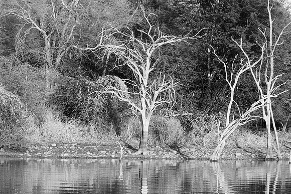 Malilangwe wildlife reserve - Zimbabwe