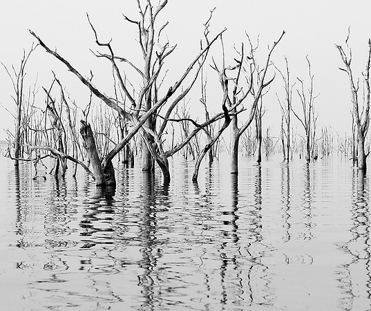 Dead trees - lake Kariba