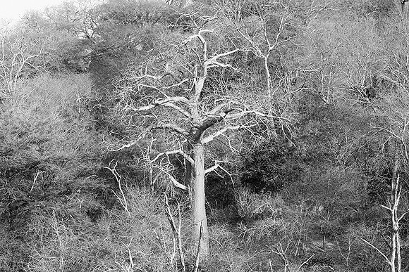 Malilangwe wildlife reserve - Zimbabwe