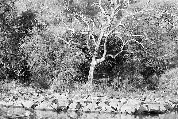 Malilangwe wildlife reserve - Zimbabwe