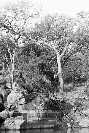 Malilangwe wildlife reserve - Zimbabwe