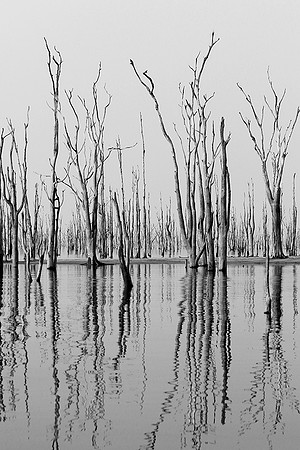 Dead trees - lake Kariba