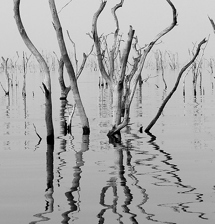 Dead trees - lake Kariba