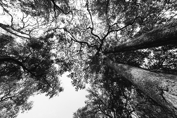 Ebony trees - Duba Plains - Botswana