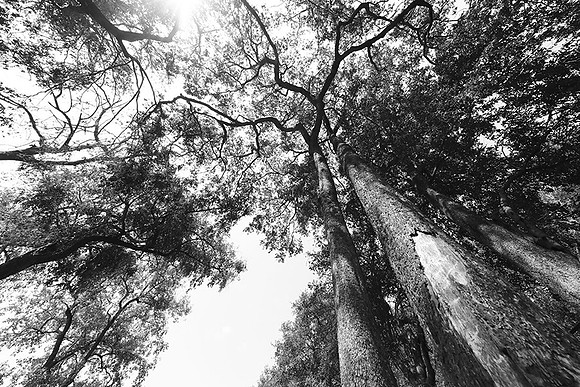 Ebony trees - Duba Plains - Botswana