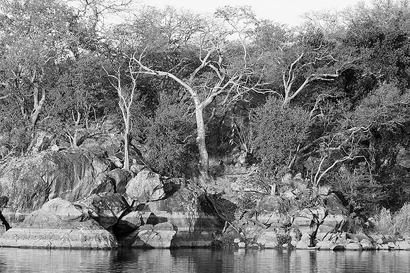Malilangwe wildlife reserve - Zimbabwe