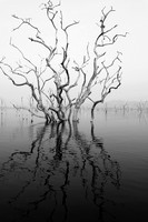 Dead trees - lake Kariba