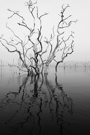 Dead trees - lake Kariba