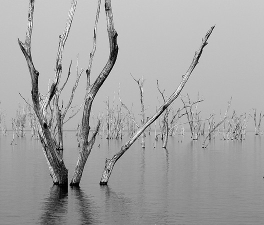 Dead trees - lake Kariba