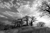 Baobabs - Tanzania