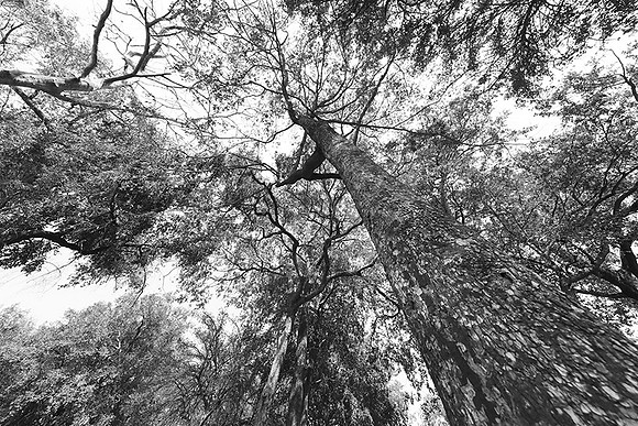Ebony trees - Duba Plains - Botswana