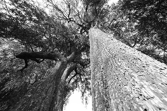 Ebony trees - Duba Plains - Botswana