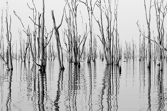 Dead trees - lake Kariba