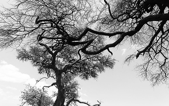 Serengeti