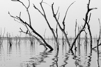 Dead trees - lake Kariba