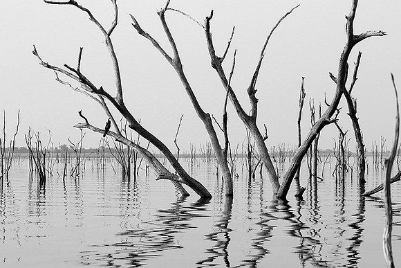 Dead trees - lake Kariba