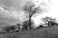 Baobabs - Tanzania