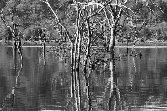 Malilangwe wildlife reserve - Zimbabwe