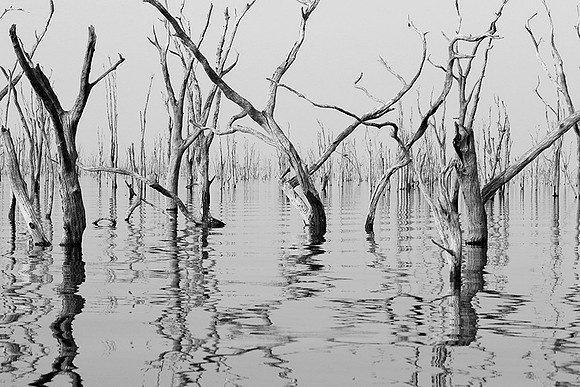 Dead trees - lake Kariba