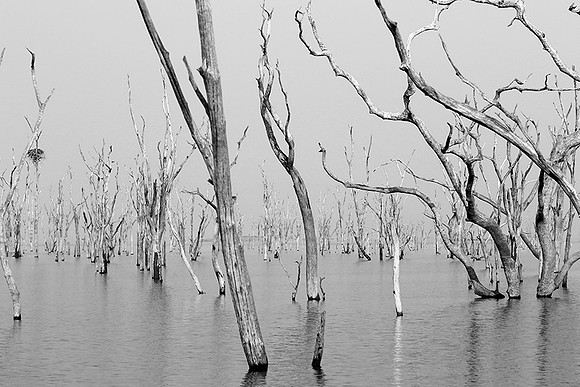 Dead trees - lake Kariba