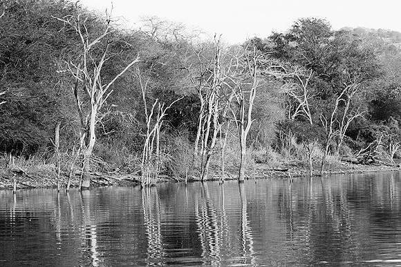 Malilangwe wildlife reserve - Zimbabwe