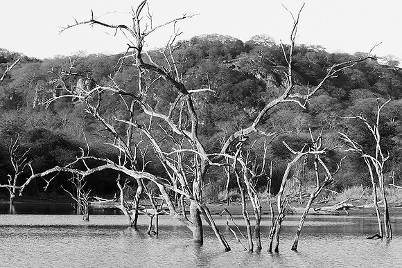 Malilangwe wildlife reserve - Zimbabwe