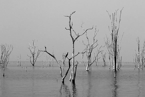 Dead trees - lake Kariba