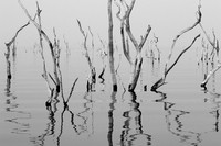 Dead trees - lake Kariba