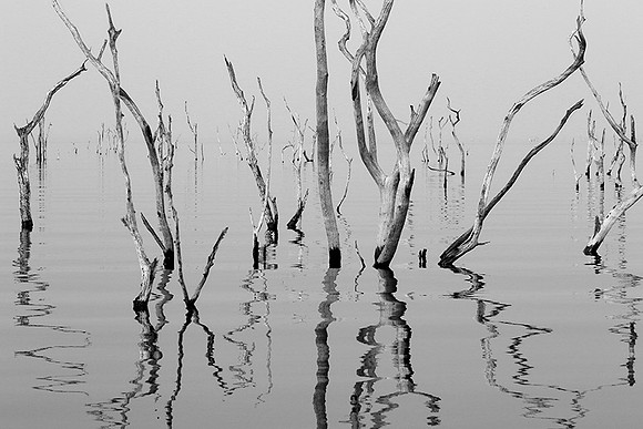 Dead trees - lake Kariba