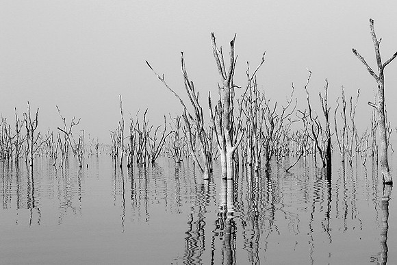 Dead trees - lake Kariba