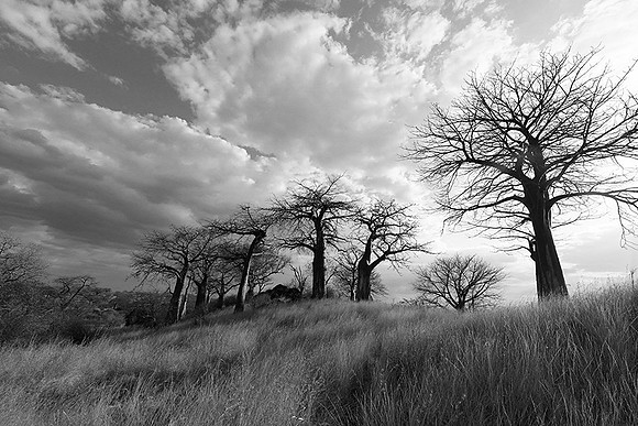 Baobabs - Tanzania