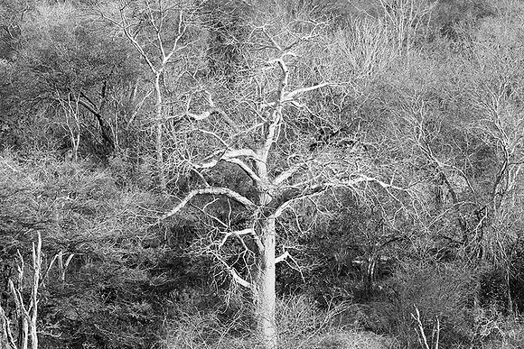 Malilangwe wildlife reserve - Zimbabwe