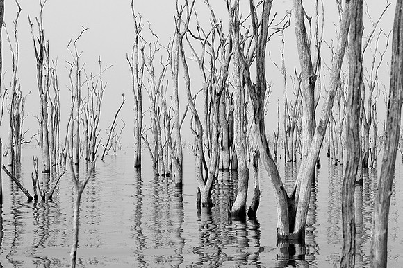 Dead trees - lake Kariba