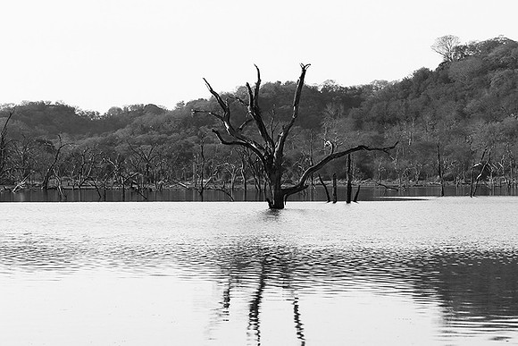 Malilangwe wildlife reserve - Zimbabwe