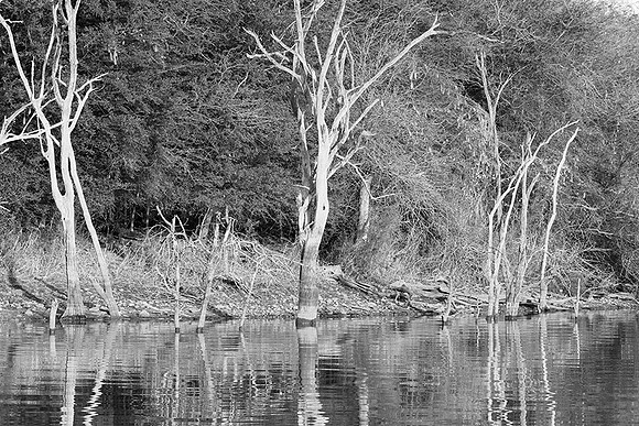 Malilangwe wildlife reserve - Zimbabwe