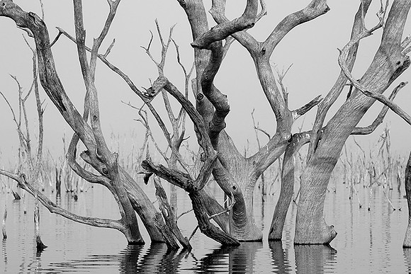 Dead trees - lake Kariba