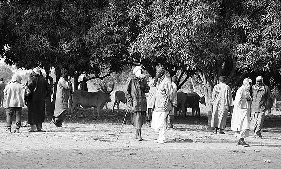 Bush market