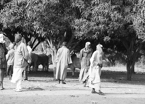 Bush market